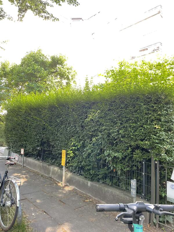 Gepflanzte Hecke Hamburg